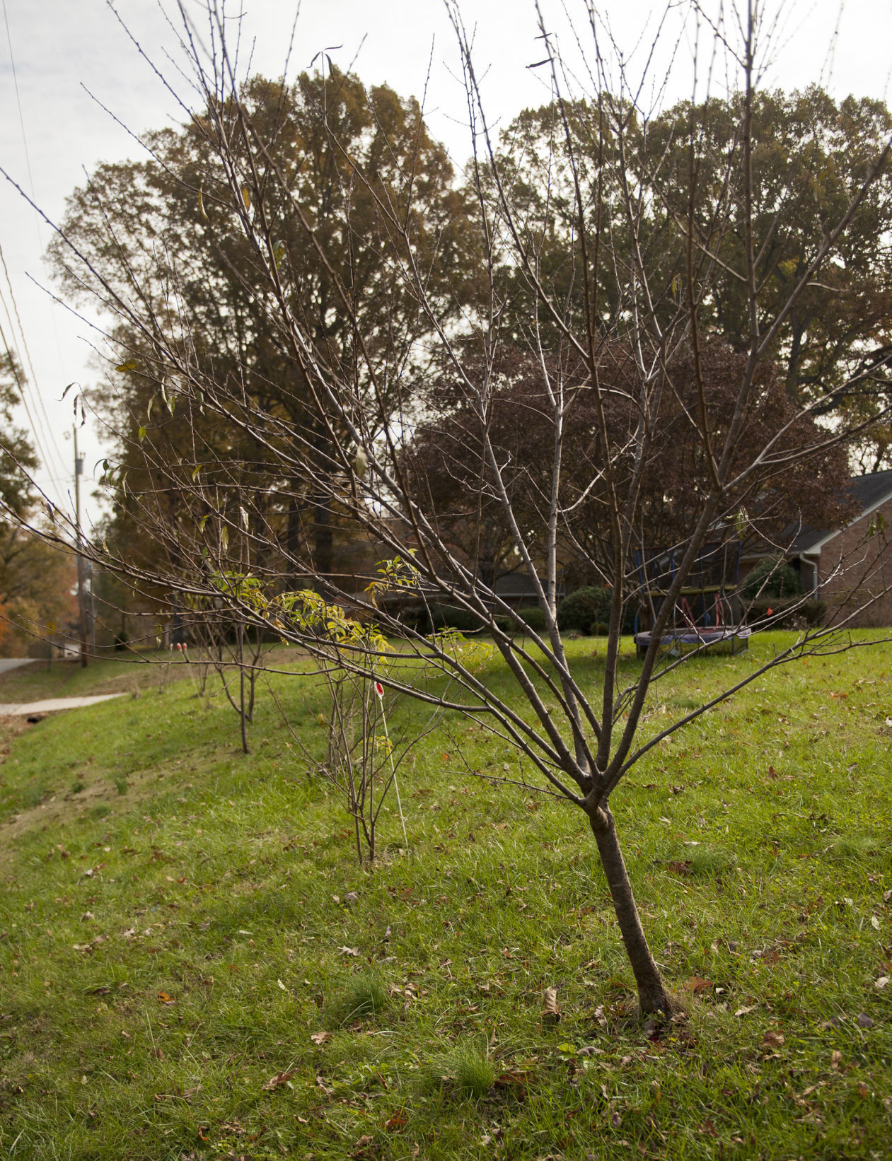 Edible Landscaping